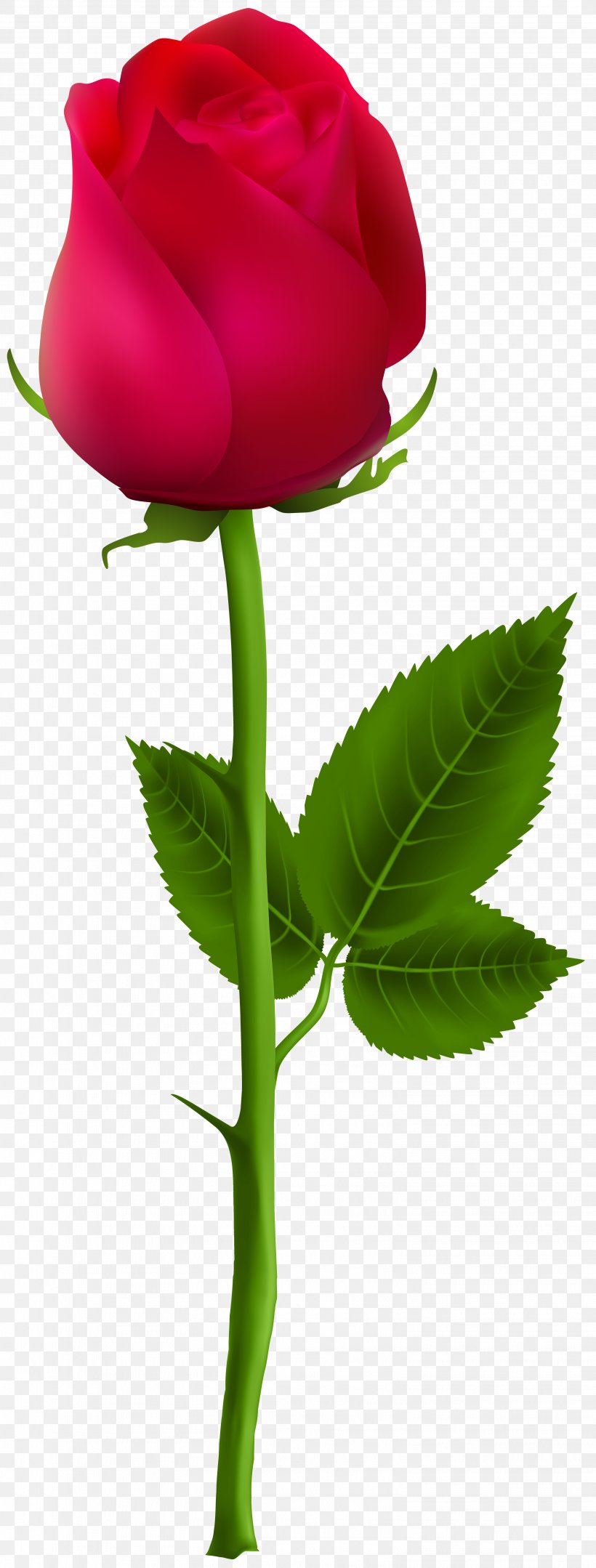 Rose Flower Drawing Clip Art, PNG, 3039x8000px, Rose, Art, Black Rose, Bud, Cut Flowers Download Free