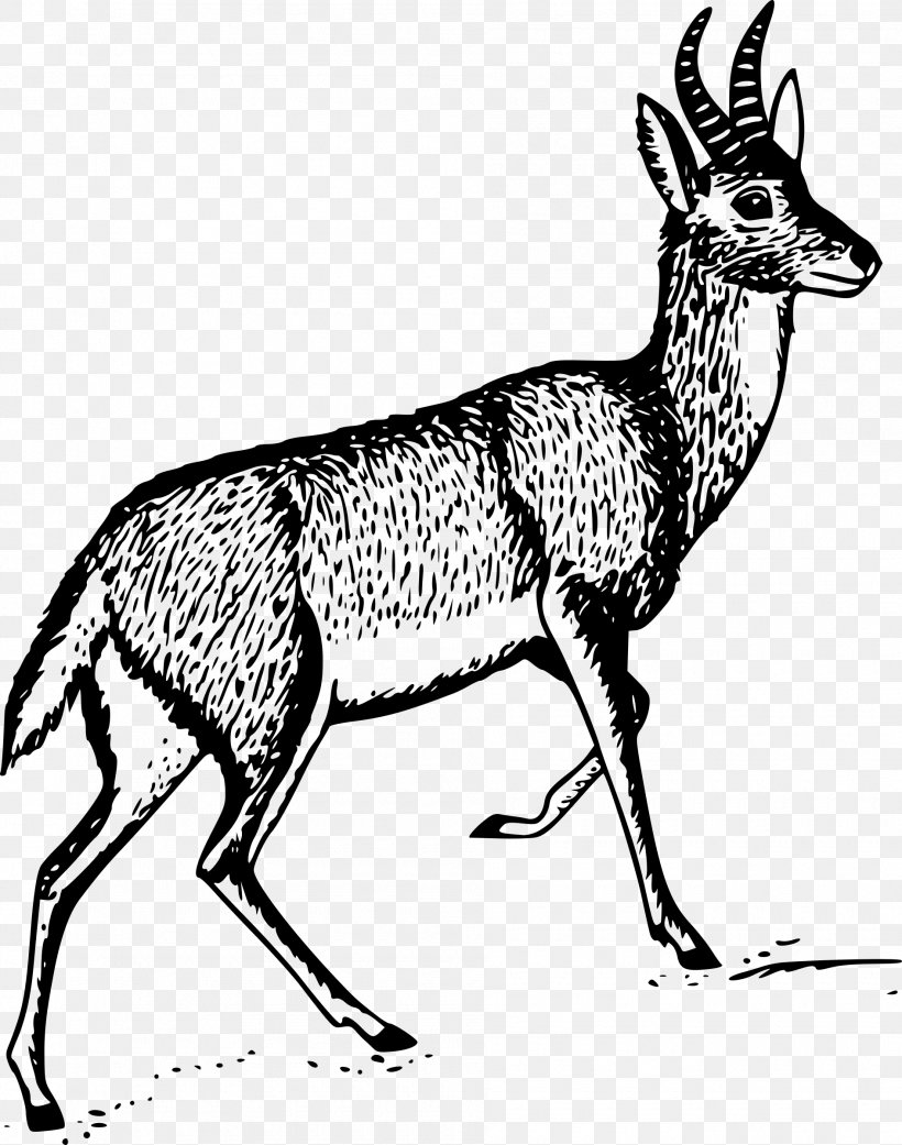Antelope Bohor Reedbuck Clip Art, PNG, 1890x2400px, Antelope, Addax, Antler, Black And White, Bohor Reedbuck Download Free