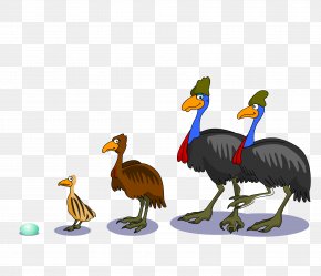 Ostrich Egg - Bird Common Ostrich Southern Cassowary Emu Dwarf Cassowary PNG