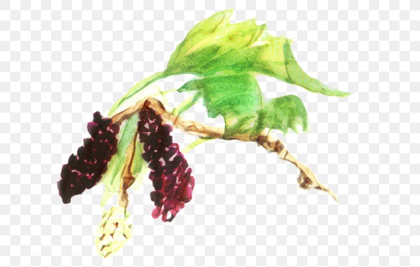 Black Tree, PNG, 612x522px, Red Mulberry, Berries, Black Mulberry, Creative Commons, Flower Download Free