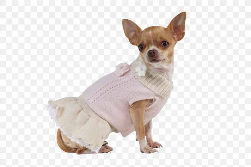 Chihuahua Puppy Dog Breed Companion Dog Toy Dog, PNG, 1000x667px, Chihuahua, Breed, Canidae, Carnivore, Clothing Download Free