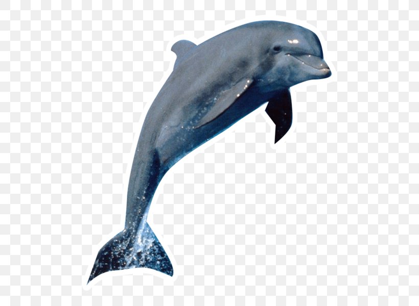 Dolphin Desktop Wallpaper Killer Whale Cetacea, PNG, 547x600px, Dolphin, Animal, Animal Figure, Aquatic Mammal, Beluga Whale Download Free