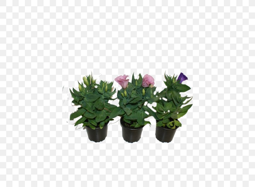 Flowerpot Citroën Cactus M Houseplant Shrub, PNG, 600x600px, Flowerpot, Cactus, Flower, Flowering Plant, Houseplant Download Free