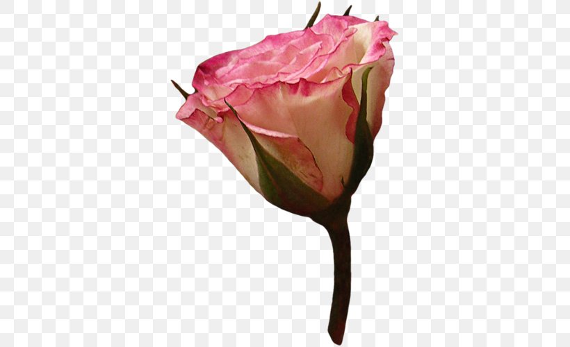 Garden Roses Cabbage Rose Pink Cut Flowers, PNG, 331x500px, Garden Roses, Bud, Cabbage Rose, Cut Flowers, Floristry Download Free