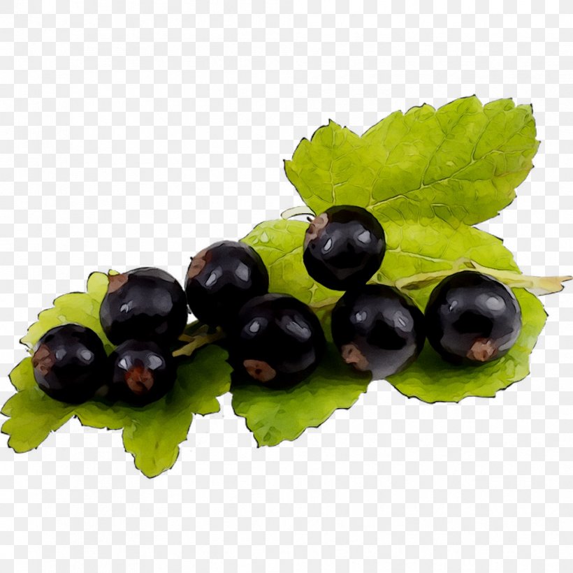 Gooseberry Zante Currant Blueberry Bilberry Huckleberry, PNG, 1008x1008px, Gooseberry, Berry, Bilberry, Blackcurrant, Blueberry Download Free