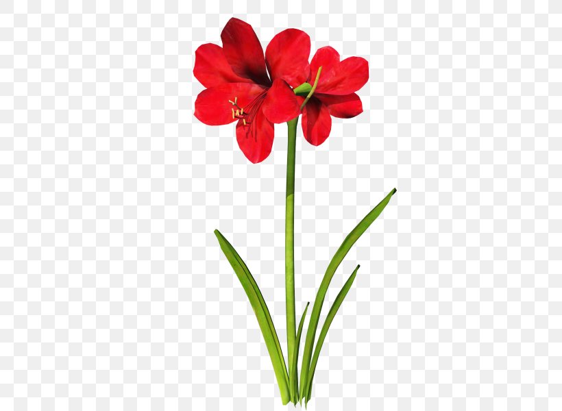 Jersey Lily Download Clip Art, PNG, 600x600px, Jersey Lily, Amaryllidaceae, Amaryllis, Amaryllis Belladonna, Amaryllis Family Download Free