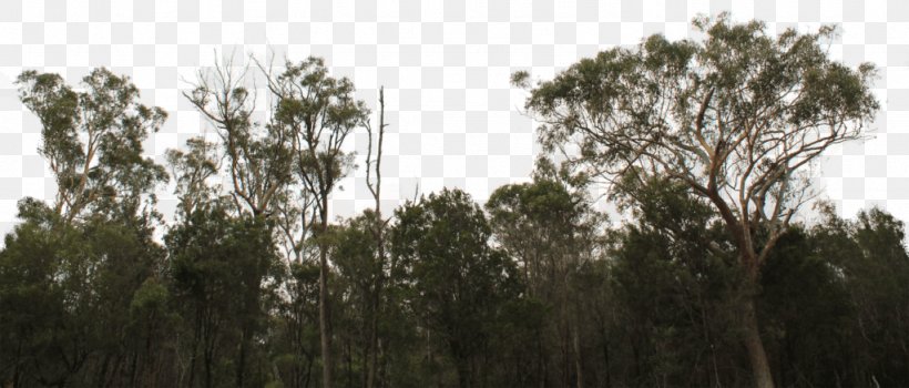 Tree Line Shrub Lumber Forest, PNG, 1024x438px, Tree, Architectural Engineering, Biome, Branch, Building Download Free