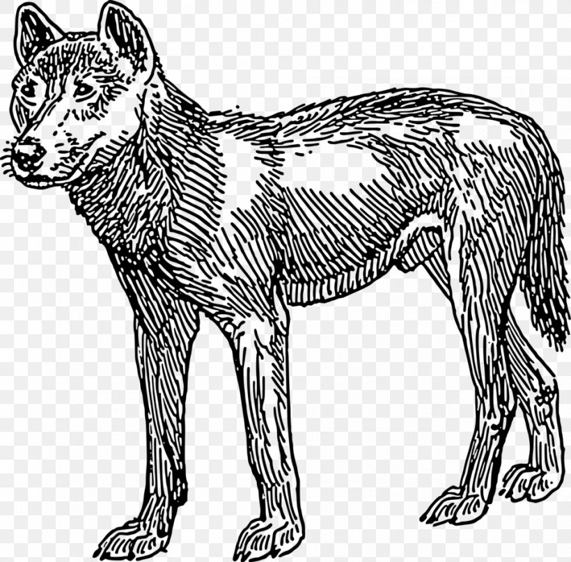 Dingo Rottweiler Clip Art, PNG, 958x943px, Dingo, Animal Figure, Art, Big Cats, Black And White Download Free