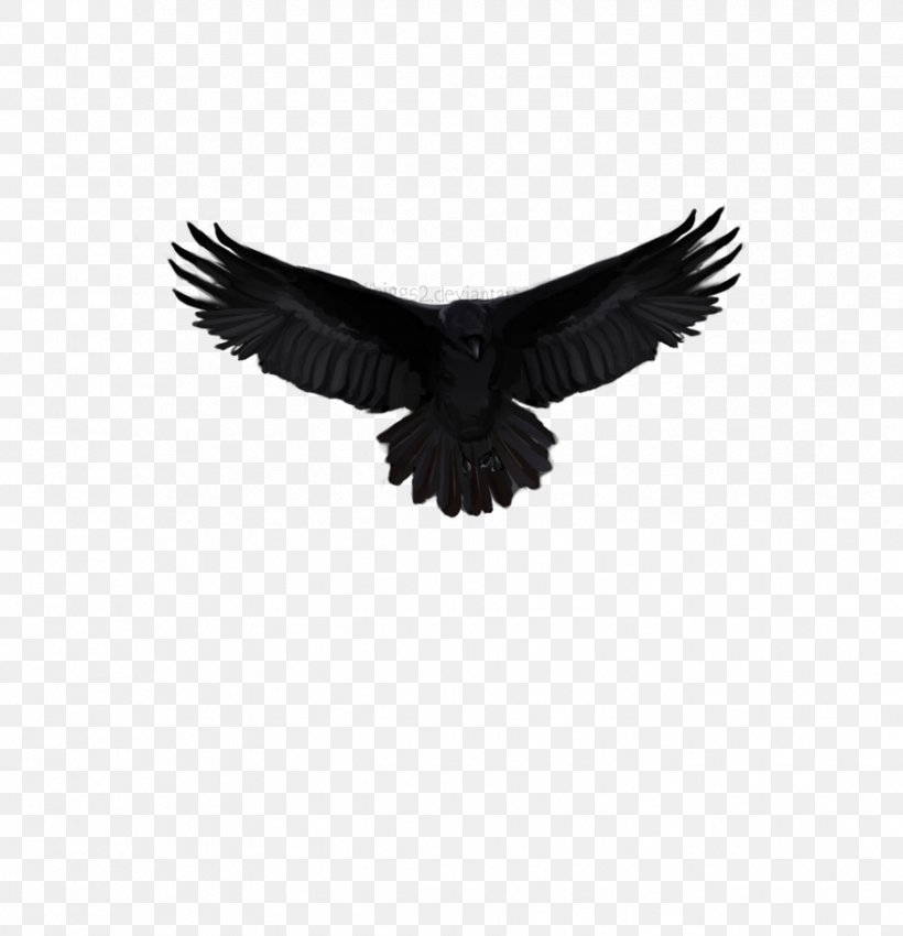 Eagle Feather Beak, PNG, 877x910px, Eagle, Accipitriformes, Beak, Bird, Bird Of Prey Download Free