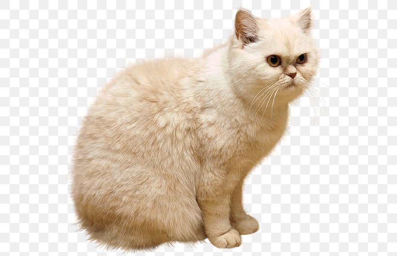 Persian Cat Kitten Puppy Clip Art, PNG, 557x528px, Persian Cat, Asian, Asian Semi Longhair, Black Cat, British Semi Longhair Download Free