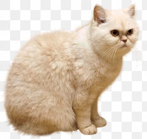 Cute Animals - Persian Cat Kitten Puppy Clip Art PNG