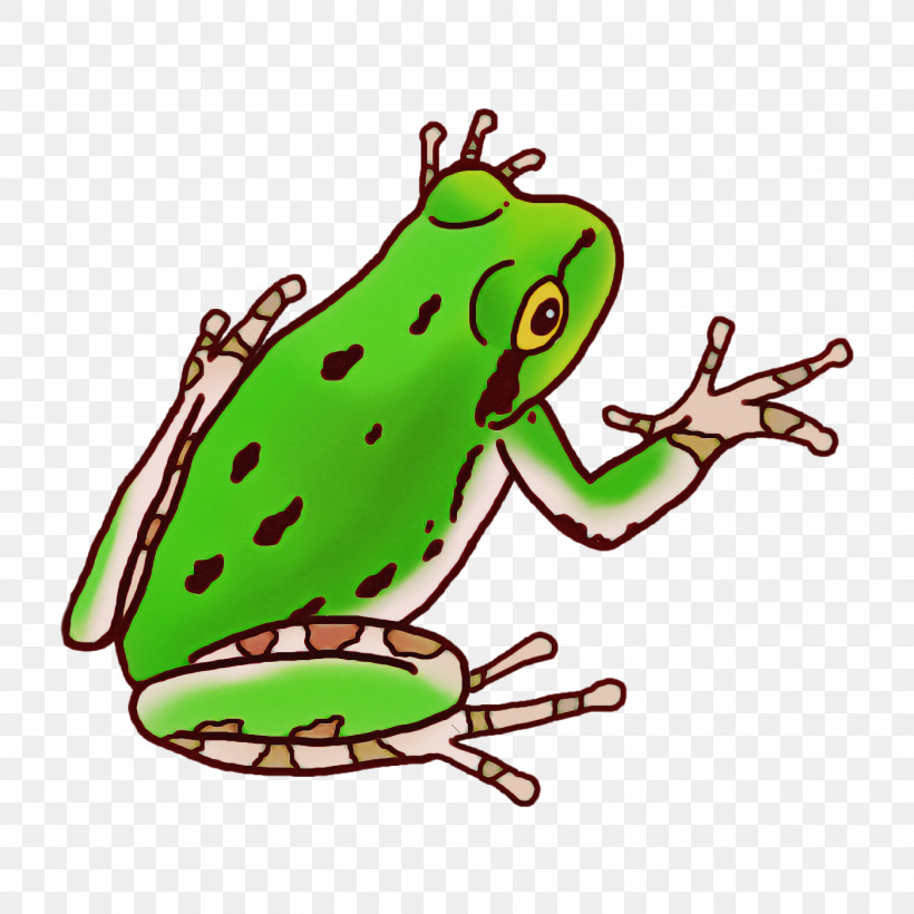 Toad True Frog Tree Frog Frogs Amphibians, PNG, 1400x1400px, Toad, American Bullfrog, Amphibians, Cartoon, Drawing Download Free