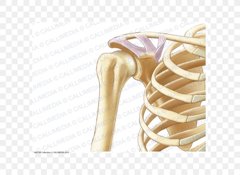 Anatomy Shoulder Coronal Plane Human Skeleton Bone, PNG, 600x600px, Anatomy, Arm, Bone, Coronal Plane, Elbow Download Free