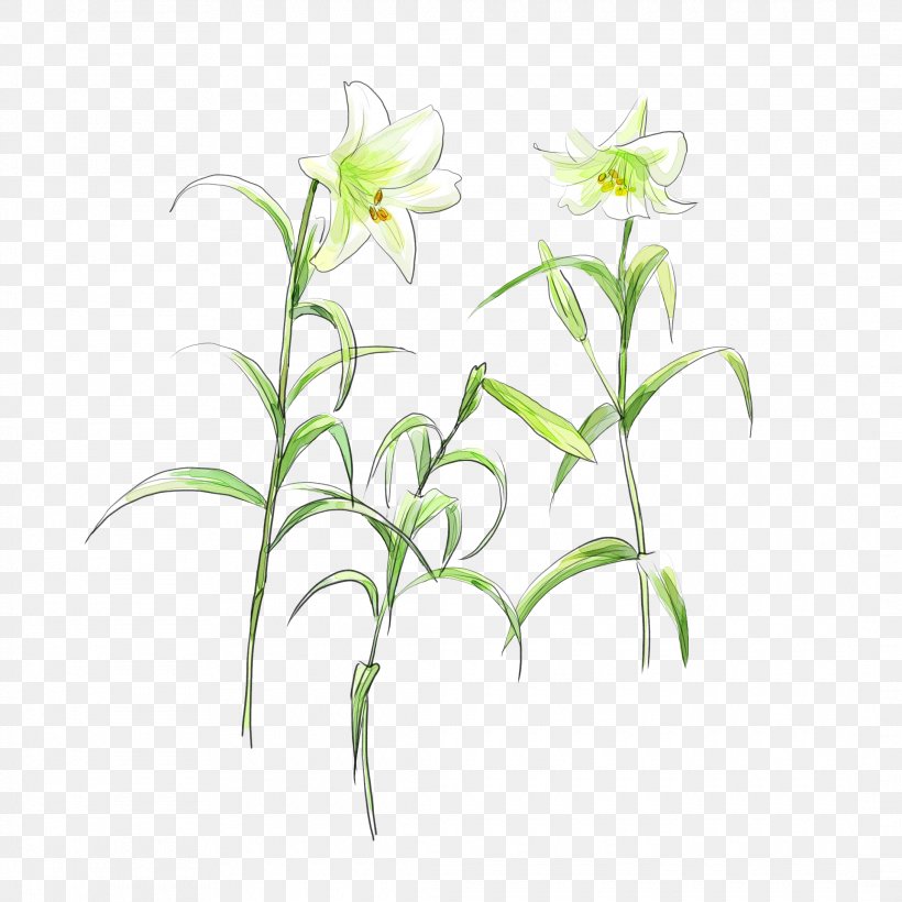 Lilium Flower White, PNG, 2180x2180px, Lilium, Art, Arumlily, Flora, Flower Download Free