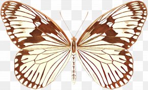 Lycaenid Brushfooted Butterfly - Science Cartoon PNG