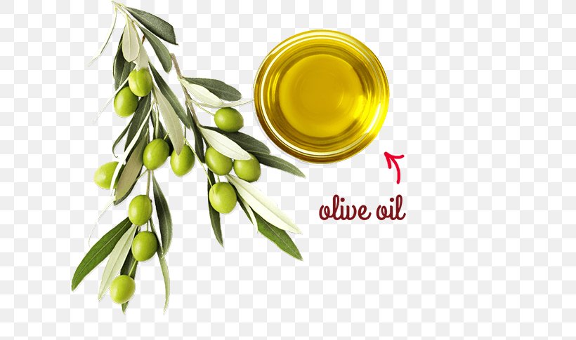 Soybean Oil Olive Oil Alternative Health Services Medicine, PNG, 620x485px, Soybean Oil, Alternative Health Services, Cooking Oil, Herbalism, Medicine Download Free