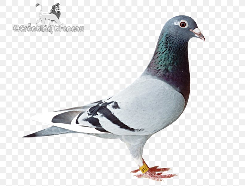 Stock Dove Columbidae Bird Homing Pigeon SNESDroid, PNG, 752x623px, Stock Dove, Animal, Beak, Bergeronnette, Bird Download Free