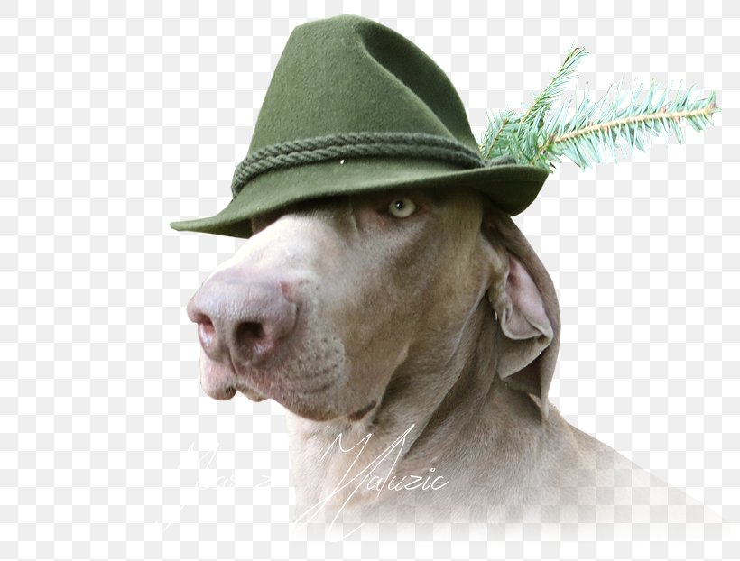 Weimaraner Sun Hat Dog Breed Snout, PNG, 800x622px, Weimaraner, Breed, Dog, Dog Breed, Dog Like Mammal Download Free