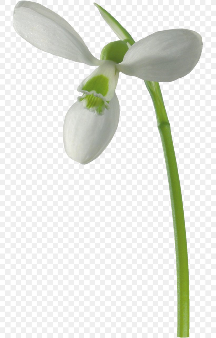 Galanthus Nivalis Flower Raster Graphics Clip Art, PNG, 727x1280px, Galanthus Nivalis, Alpha Mapping, Flower, Flowering Plant, Flowerpot Download Free