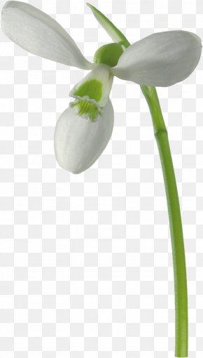 Snowdrop - Galanthus Nivalis Flower Raster Graphics Clip Art PNG