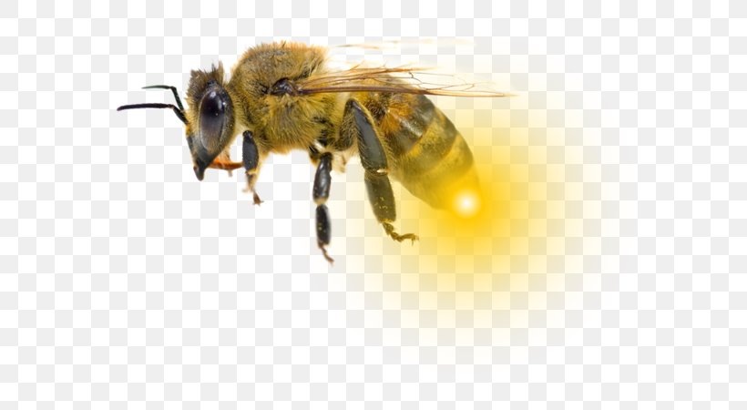 Honey Bee Bumblebee کاروفناوری کلاله Hornet, PNG, 599x450px, Honey Bee, Arthropod, Bee, Bee Sting, Beekeeping Download Free