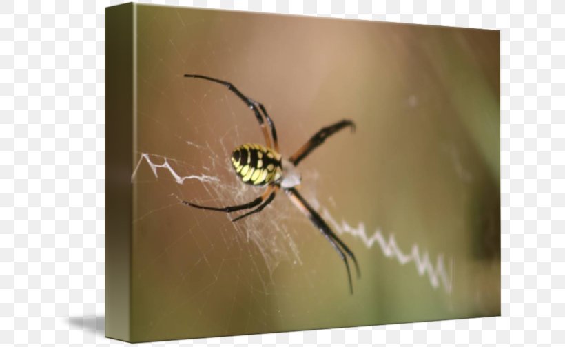 Angulate Orbweavers Spider Insect Golden Silk Orb-weaver Pest, PNG, 650x504px, Angulate Orbweavers, Arachnid, Araneus, Arthropod, Golden Silk Orbweaver Download Free