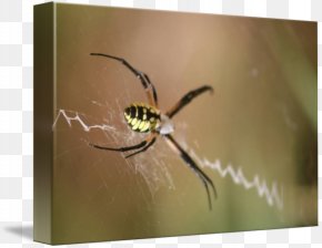 Itsy Bitsy Spider - Angulate Orbweavers Spider Insect Golden Silk Orb-weaver Pest PNG