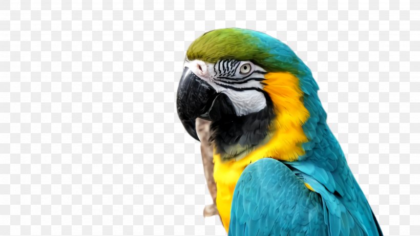 Colorful Background, PNG, 2668x1500px, Parrot, Adaptation, Beak, Bird, Blueandyellow Macaw Download Free
