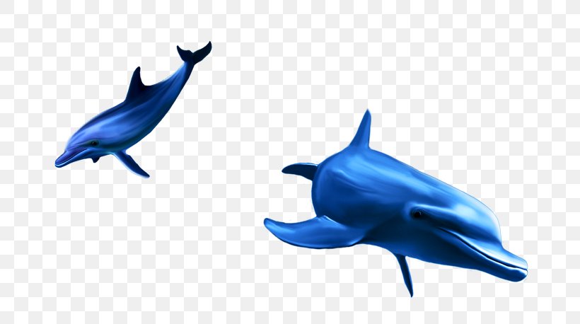 Common Bottlenose Dolphin Tucuxi Short-beaked Common Dolphin, PNG, 742x458px, Dolphin, Beak, Cetacea, Cobalt Blue, Common Bottlenose Dolphin Download Free