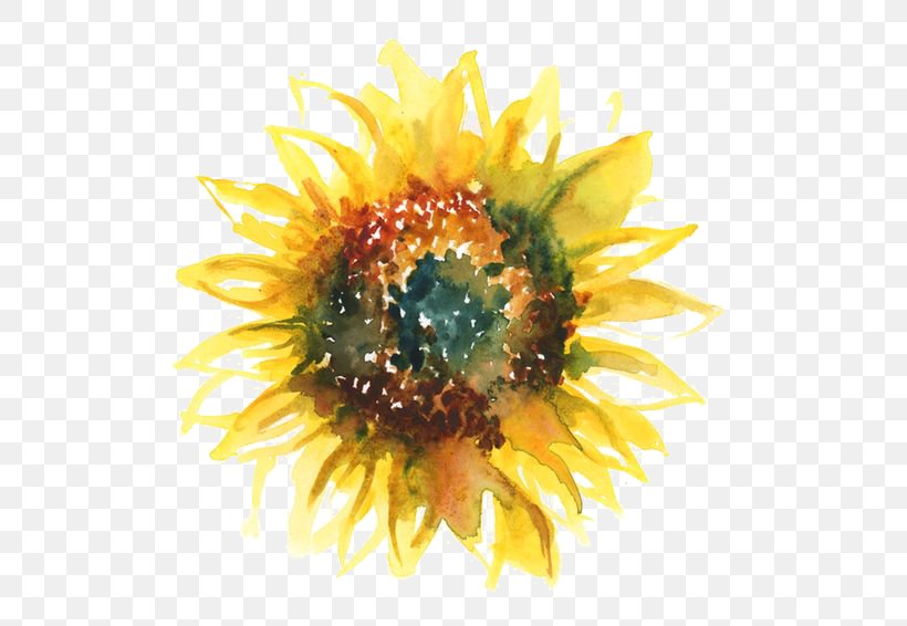 Common Sunflower T-shirt Watercolor Painting Sunflower Seed, PNG, 564x566px, Common Sunflower, Art, Color, Cut Flowers, Daisy Family Download Free
