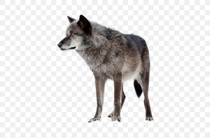 Dog Coyote Clip Art Image, PNG, 699x542px, Dog, Canidae, Canis Lupus Tundrarum, Carnivoran, Coyote Download Free