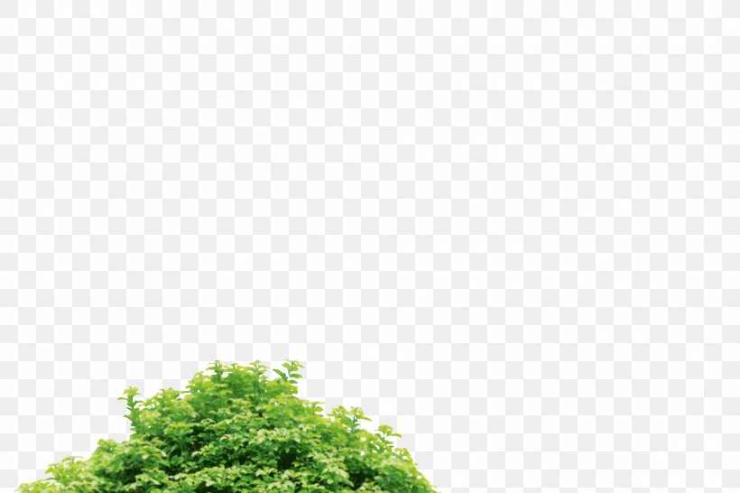 Green Vegetation Sky Plc, PNG, 1920x1280px, Green, Grass, Leaf, Sky, Sky Plc Download Free