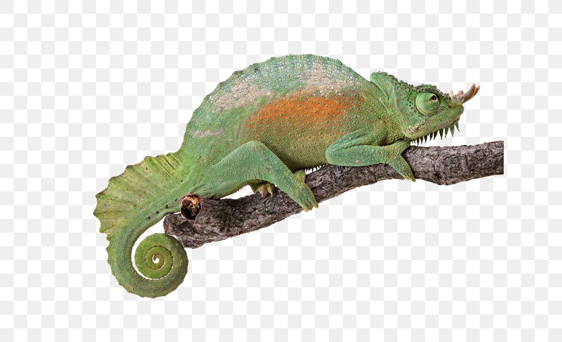 Reptile Chameleons Light Turtle Lizard, PNG, 650x500px, Watercolor, Cartoon, Flower, Frame, Heart Download Free
