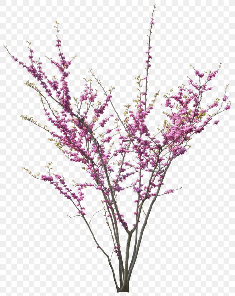 Cercis Siliquastrum Tree, PNG, 2224x2800px, Cercis Siliquastrum, Blossom, Branch, Cherry Blossom, Cut Flowers Download Free