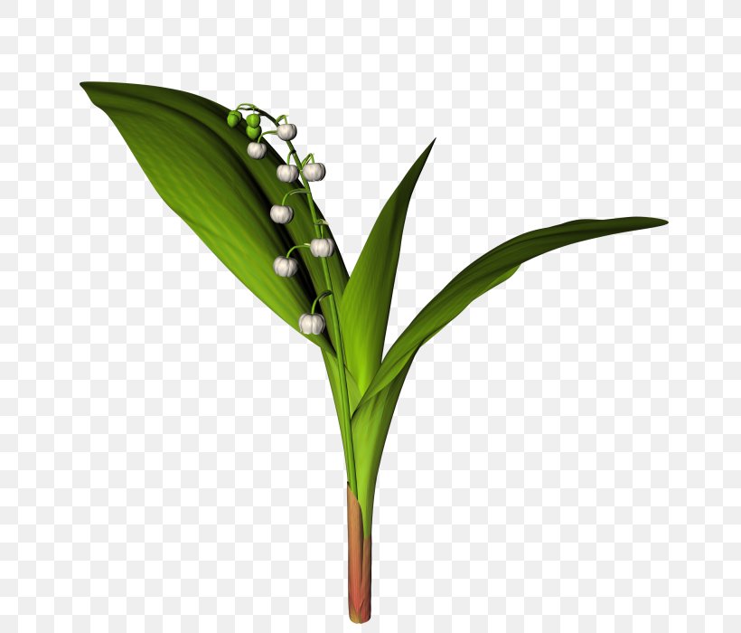 Leaf Download Flower, PNG, 700x700px, Leaf, Element, Flower, Grass, Grass Family Download Free