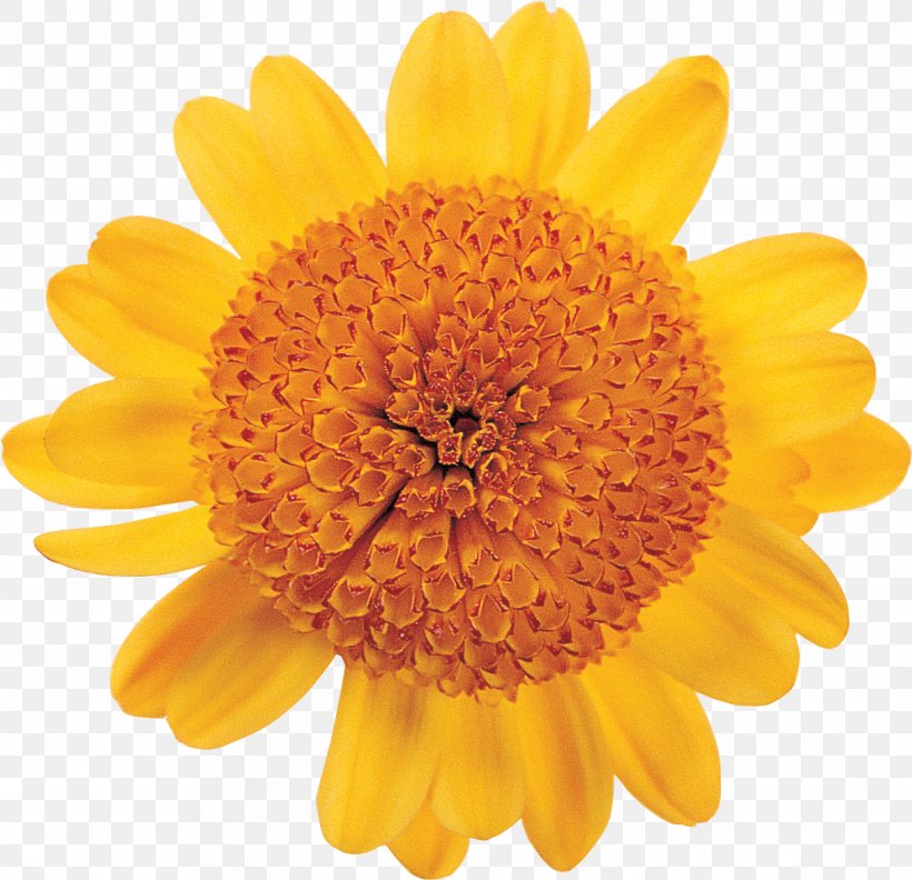 Transvaal Daisy Stock Photography Flower Daisy Family, PNG, 1216x1175px, Transvaal Daisy, Calendula, Chrysanthemum, Chrysanths, Color Download Free