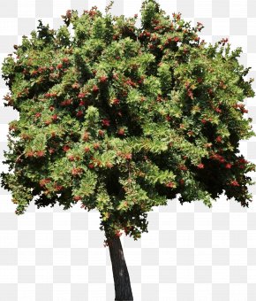 Bushes - Tree Plant Garden PNG