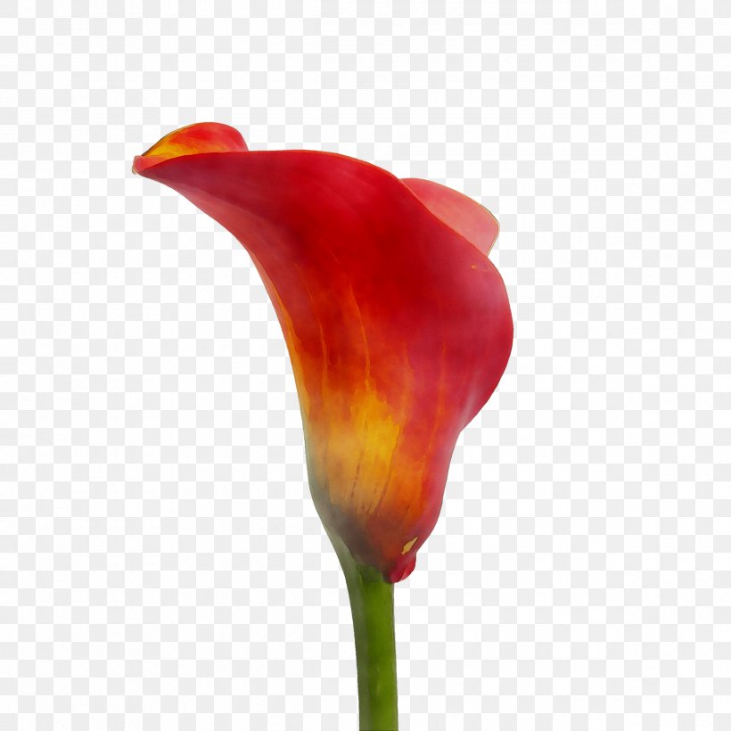 Tulip Plant Stem Plants, PNG, 2380x2380px, Tulip, Alismatales, Anthurium, Arum, Arum Family Download Free