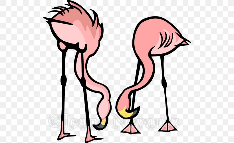 Greater Flamingo Photography Clip Art, PNG, 520x503px, Greater Flamingo, Artwork, Beak, Bird, Can Stock Photo Download Free