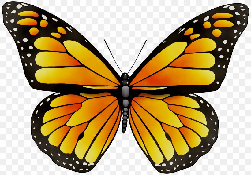 Monarch Butterfly Insect Stock Photography Clip Art, PNG, 3000x2098px, Butterfly, Arthropod, Brushfooted Butterfly, Caterpillar, Cynthia Subgenus Download Free