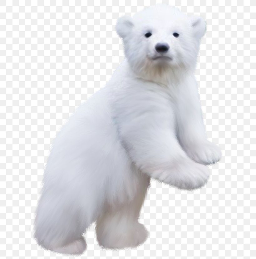 Polar Bear Koala Bear Baby Clip Art, PNG, 650x828px, Polar Bear, Baby Koala, Bear, Bear Baby, Bear Suit Download Free