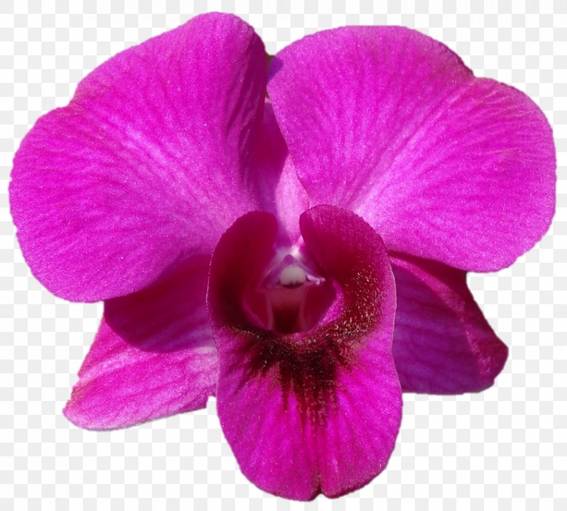 Belur Math Sri Sarada Devi Textiles Magenta Violet Lilac, PNG, 866x781px, Belur Math, Chennai, Durga, Flower, Flowering Plant Download Free