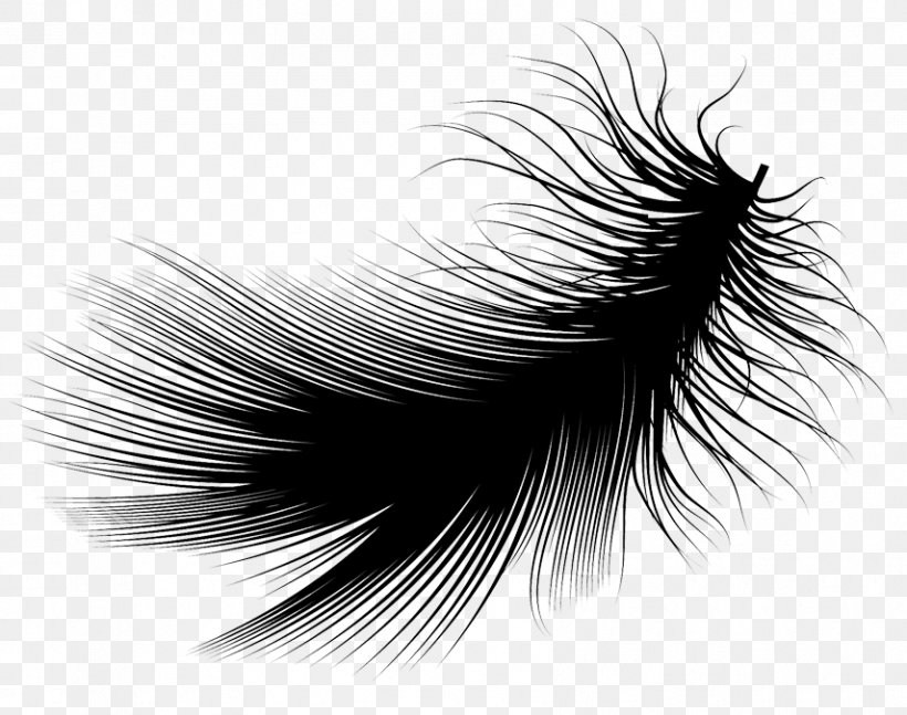 Feather Black And White, PNG, 855x675px, Feather, Black, Black And White, Close Up, Eyelash Download Free