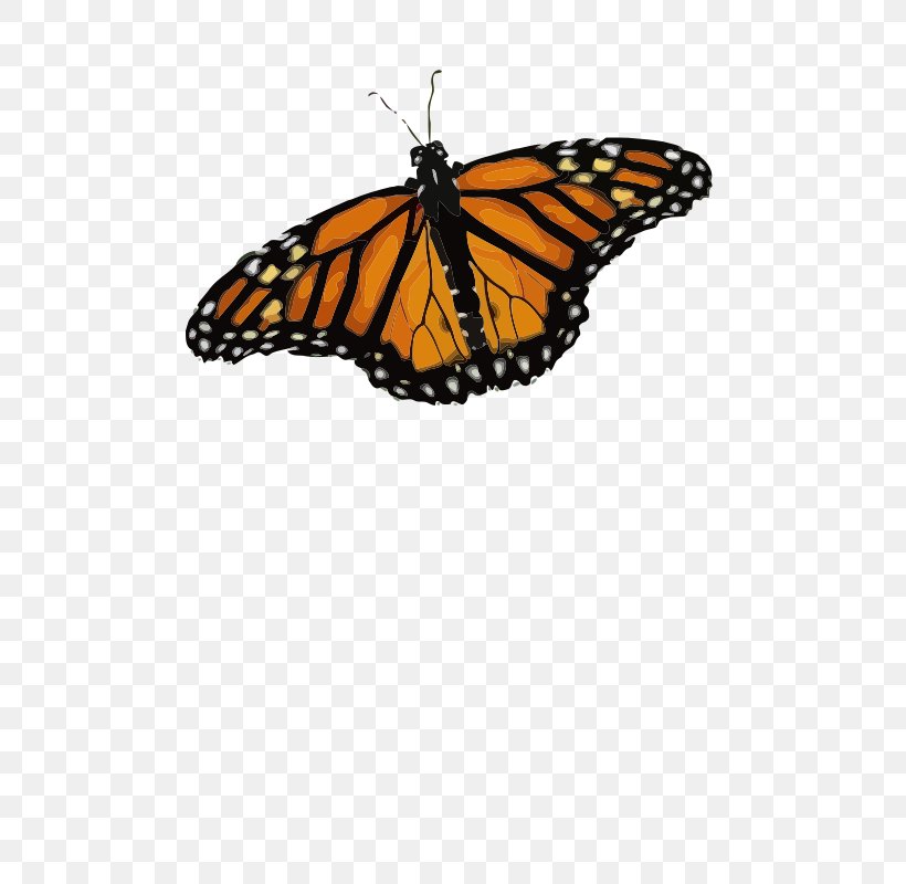 Monarch Butterfly Butterfly Weed Insect Clip Art, PNG, 566x800px, Butterfly, Arthropod, Brush Footed Butterfly, Butterfly Gardening, Butterfly Weed Download Free