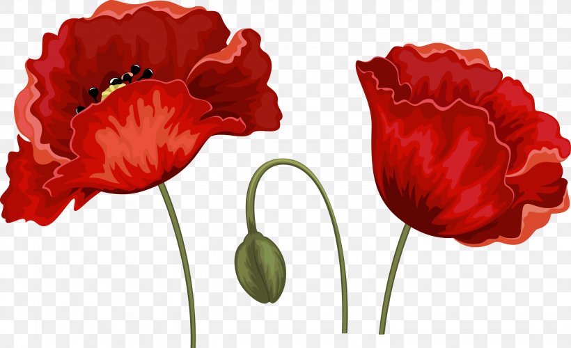 Remembrance Poppy Throw Pillows Flower, PNG, 3072x1874px, Poppy, Coquelicot, Couch, Cushion, Cut Flowers Download Free