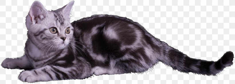 American Shorthair Whiskers Maine Coon California Spangled Kitten, PNG, 2837x1018px, American Shorthair, Animal, Animal Figure, Black, Black And White Download Free