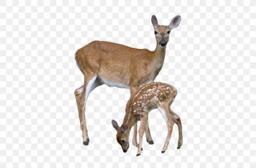 Deer Wildlife Fawn Roe Deer Musk Deer, PNG, 569x538px, Deer, Fawn, Musk Deer, Roe Deer, Wildlife Download Free