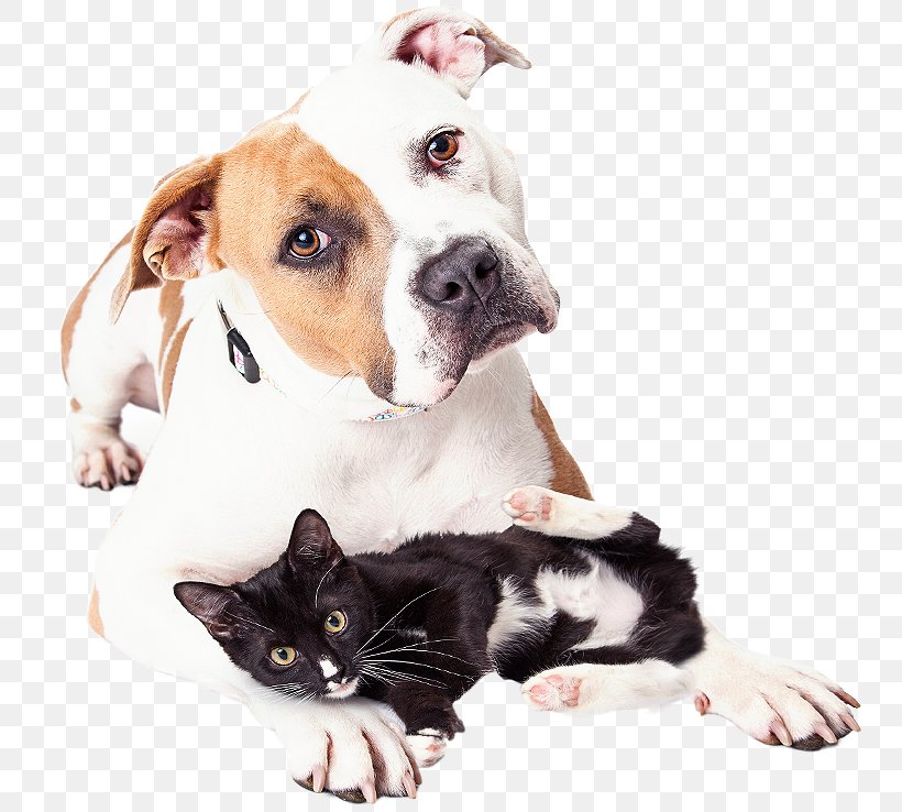 Dog Cat Neutering Veterinarian Pet, PNG, 765x738px, Dog, Carnivoran, Cat, Cat Like Mammal, Companion Dog Download Free