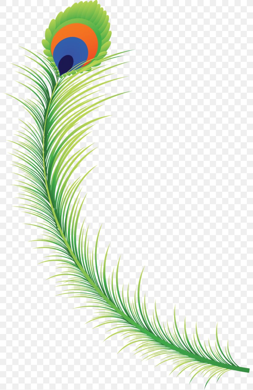 Feather Clip Art, PNG, 800x1261px, Feather, Asiatic Peafowl, Grass, Green, Information Download Free