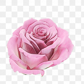 Garden Roses PNG